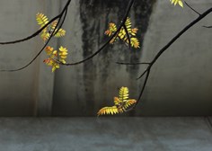 Nắng qua hàng rào kẽm gai